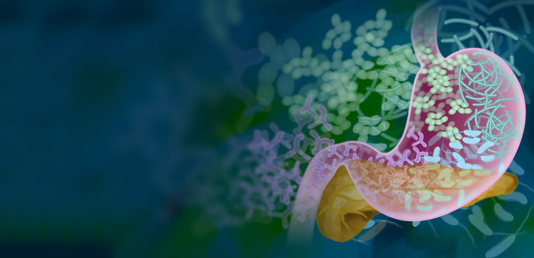 THE INQ REPORT: Get Ready For The Gut Computer - The Curiosity Box
